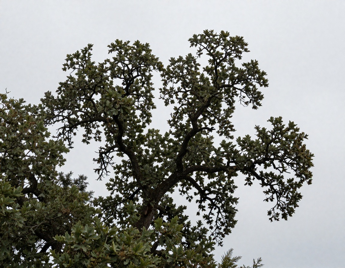 Pruned and balanced mature oak canopy