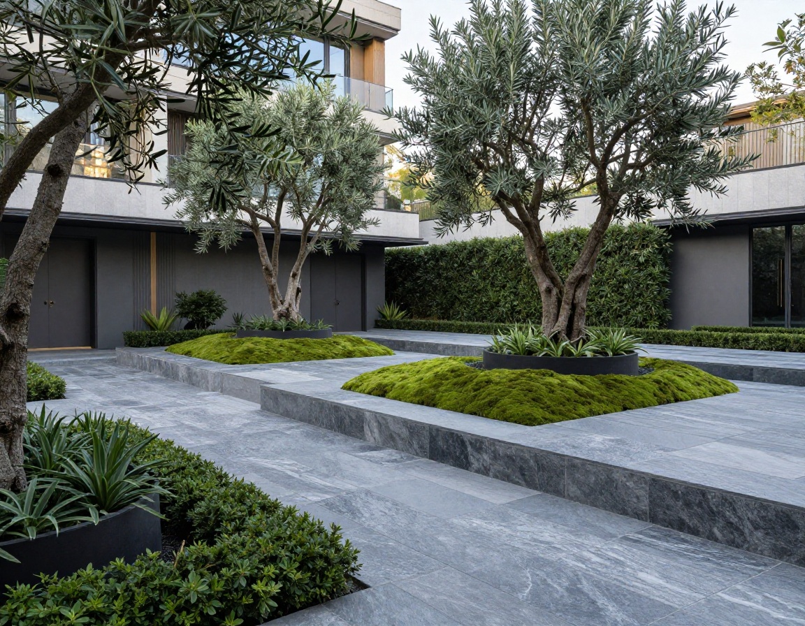Completed courtyard garden with monolithic stone paving and multi-stem olive trees