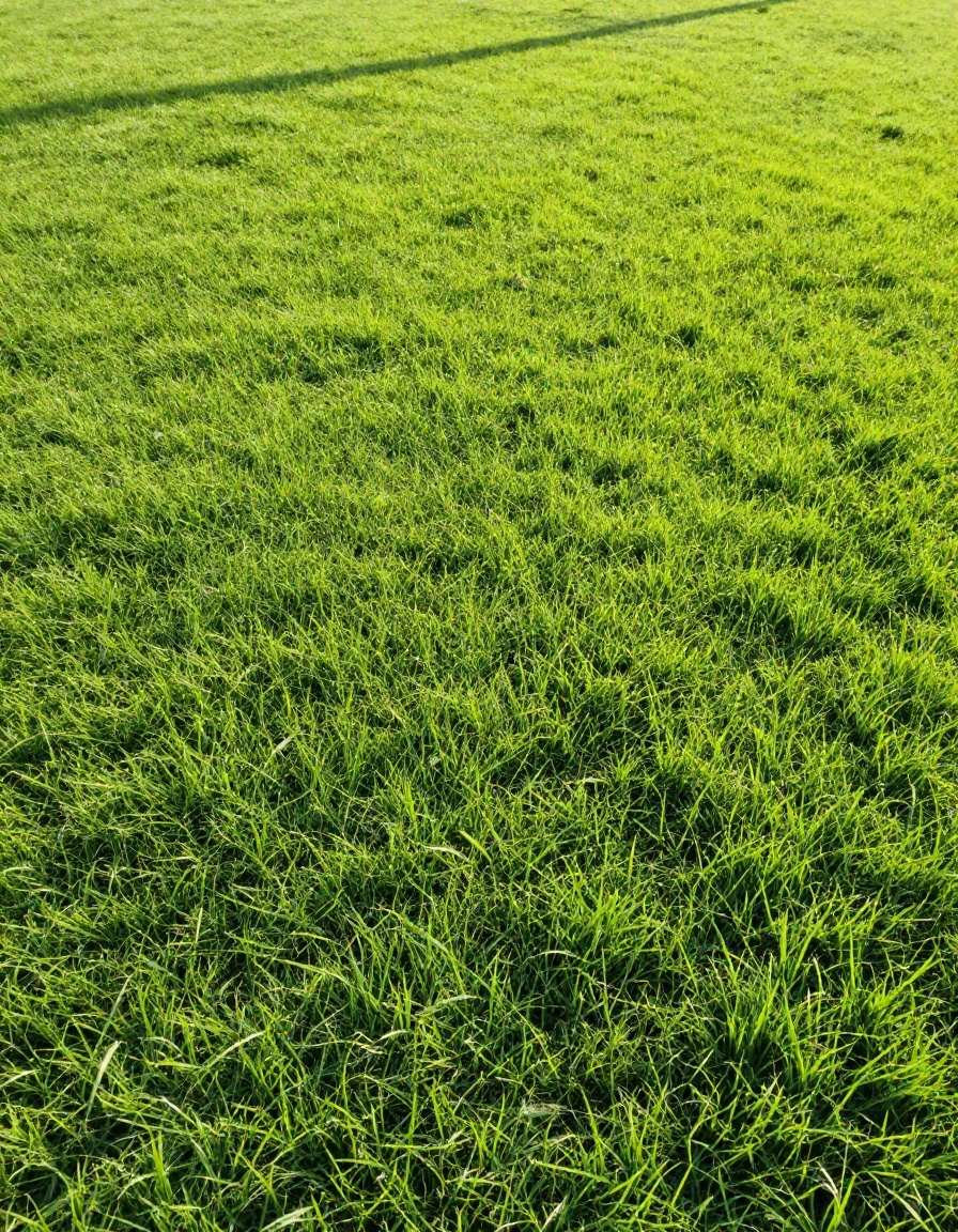 Uniform weed-free emerald green lawn after treatment