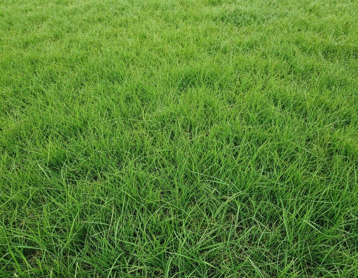 Healthy weed-free lush green lawn
